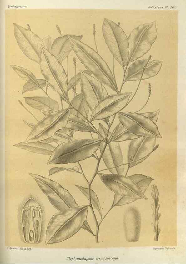 Reproducción/Reproduction 49786364057: Histoire physique, naturelle, et politique de Madagascar. Paris :Impr. nationale,1885-. 