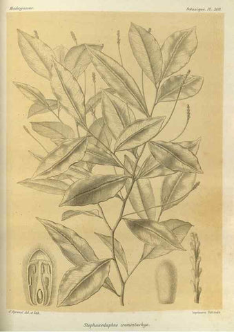 Reproducción/Reproduction 49786364057: Histoire physique, naturelle, et politique de Madagascar. Paris :Impr. nationale,1885-. 