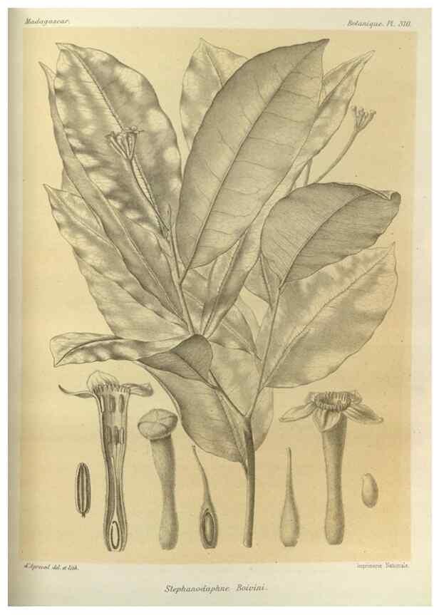 Reproducción/Reproduction 49786044746: Histoire physique, naturelle, et politique de Madagascar. Paris :Impr. nationale,1885-. 