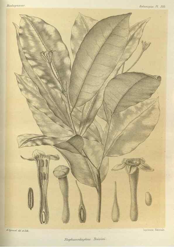 Reproducción/Reproduction 49786044746: Histoire physique, naturelle, et politique de Madagascar. Paris :Impr. nationale,1885-. 