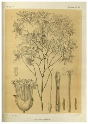 Reproducción/Reproduction 49786045001: Histoire physique, naturelle, et politique de Madagascar. Paris :Impr. nationale,1885-. 