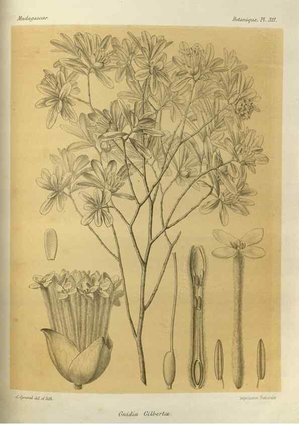 Reproducción/Reproduction 49786045001: Histoire physique, naturelle, et politique de Madagascar. Paris :Impr. nationale,1885-. 