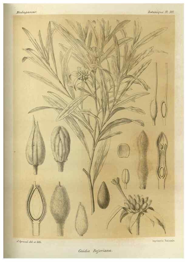 Reproducción/Reproduction 49786045251: Histoire physique, naturelle, et politique de Madagascar. Paris :Impr. nationale,1885-. 