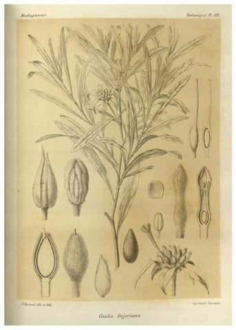 Reproducción/Reproduction 49786045251: Histoire physique, naturelle, et politique de Madagascar. Paris :Impr. nationale,1885-. 