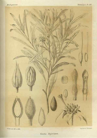 Reproducción/Reproduction 49786045251: Histoire physique, naturelle, et politique de Madagascar. Paris :Impr. nationale,1885-. 