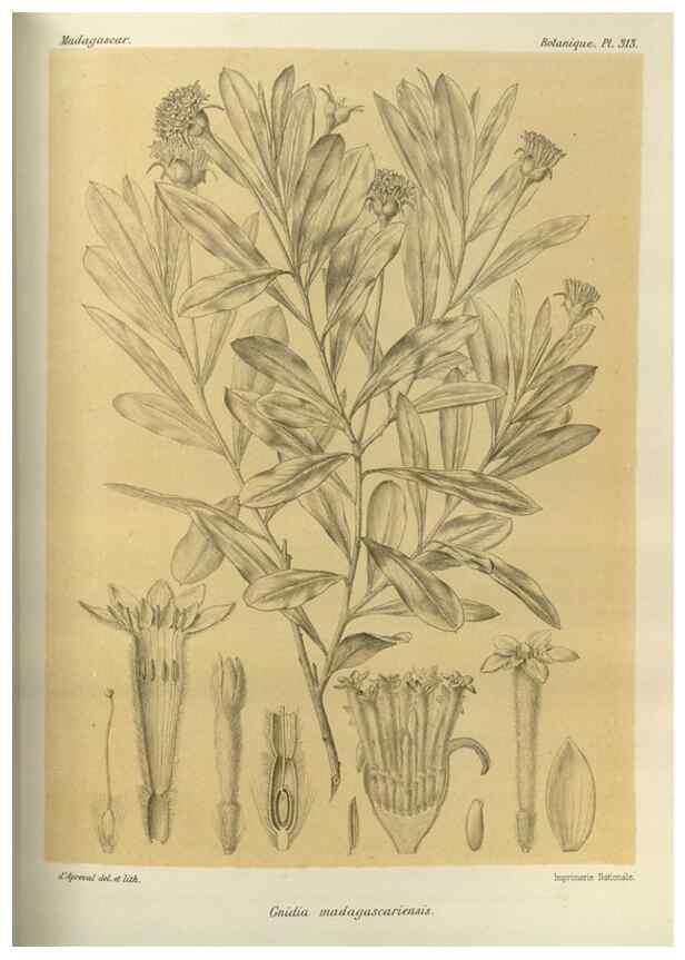 Reproducción/Reproduction 49786045531: Histoire physique, naturelle, et politique de Madagascar. Paris :Impr. nationale,1885-. 