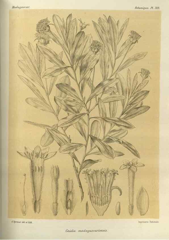 Reproducción/Reproduction 49786045531: Histoire physique, naturelle, et politique de Madagascar. Paris :Impr. nationale,1885-. 