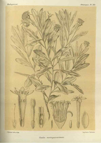 Reproducción/Reproduction 49786045531: Histoire physique, naturelle, et politique de Madagascar. Paris :Impr. nationale,1885-. 