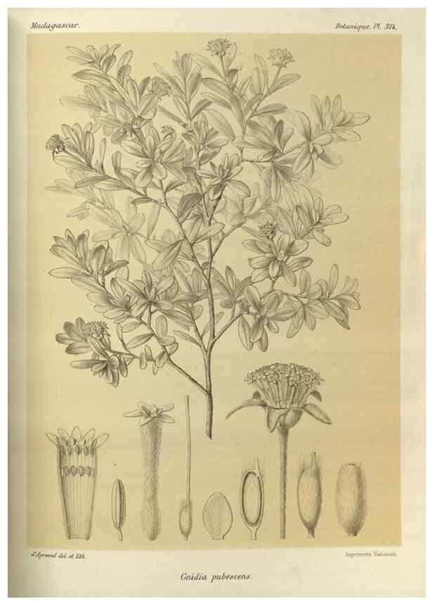 Reproducción/Reproduction 49786045786: Histoire physique, naturelle, et politique de Madagascar. Paris :Impr. nationale,1885-. 