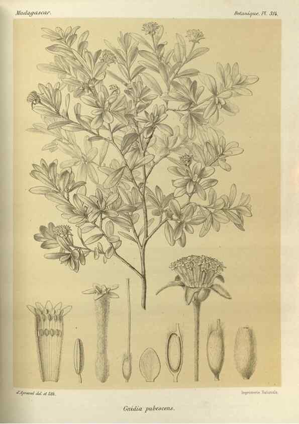Reproducción/Reproduction 49786045786: Histoire physique, naturelle, et politique de Madagascar. Paris :Impr. nationale,1885-. 