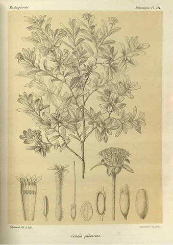 Reproducción/Reproduction 49786045786: Histoire physique, naturelle, et politique de Madagascar. Paris :Impr. nationale,1885-. 