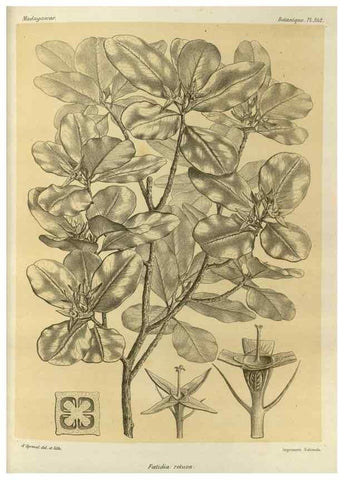 Reproducción/Reproduction 49785514653: Histoire physique, naturelle, et politique de Madagascar. Paris :Impr. nationale,1885-. 