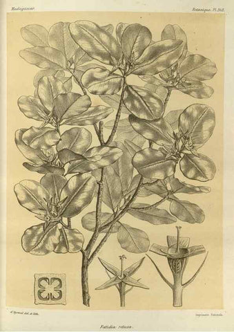 Reproducción/Reproduction 49785514653: Histoire physique, naturelle, et politique de Madagascar. Paris :Impr. nationale,1885-. 