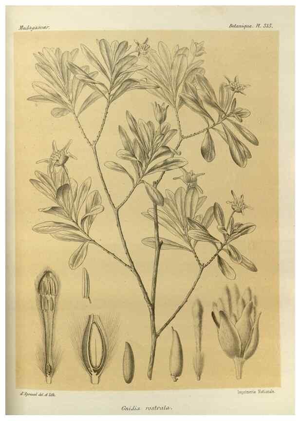 Reproducción/Reproduction 49785507658: Histoire physique, naturelle, et politique de Madagascar. Paris :Impr. nationale,1885-. 