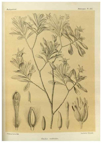 Reproducción/Reproduction 49785507658: Histoire physique, naturelle, et politique de Madagascar. Paris :Impr. nationale,1885-. 