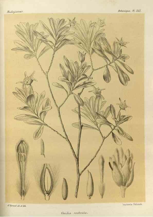 Reproducción/Reproduction 49785507658: Histoire physique, naturelle, et politique de Madagascar. Paris :Impr. nationale,1885-. 