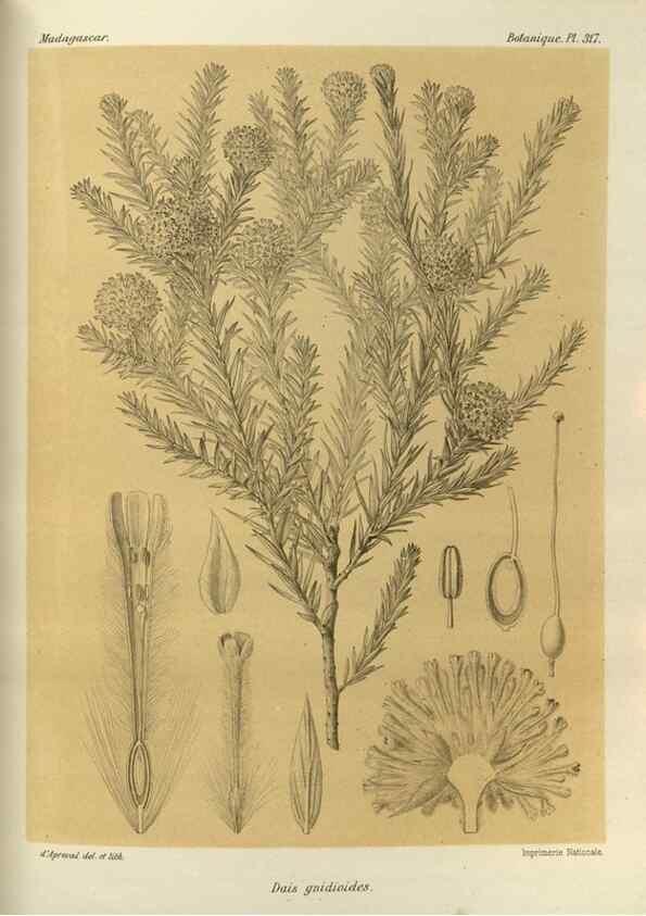 Reproducción/Reproduction 49785508258: Histoire physique, naturelle, et politique de Madagascar. Paris :Impr. nationale,1885-. 