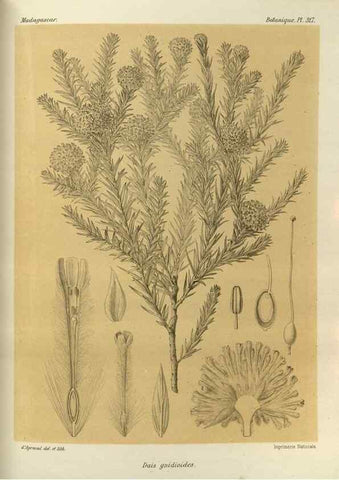 Reproducción/Reproduction 49785508258: Histoire physique, naturelle, et politique de Madagascar. Paris :Impr. nationale,1885-. 