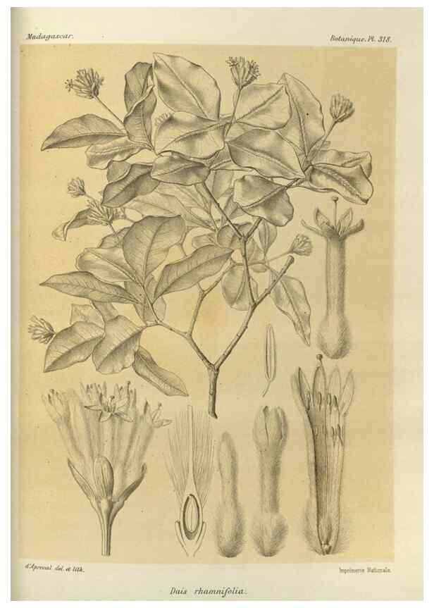 Reproducción/Reproduction 49785508448: Histoire physique, naturelle, et politique de Madagascar. Paris :Impr. nationale,1885-. 