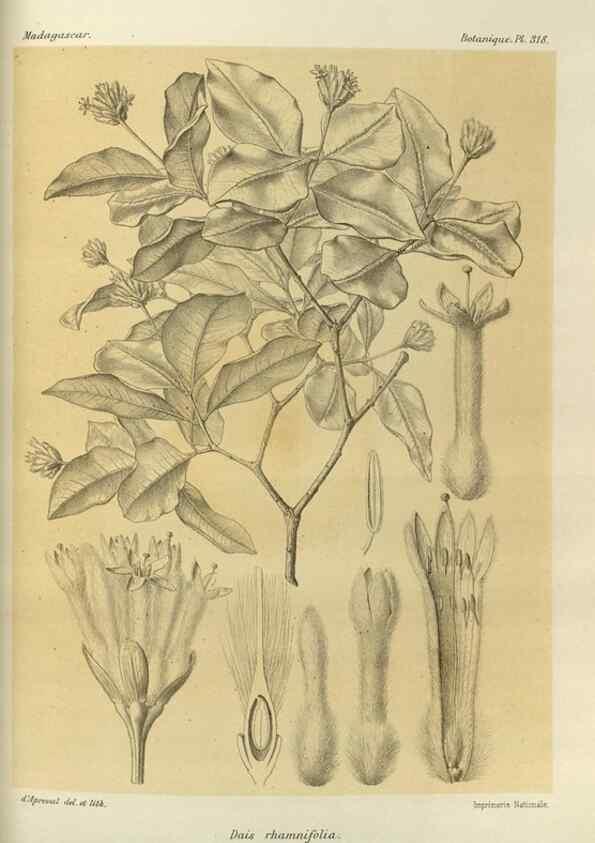 Reproducción/Reproduction 49785508448: Histoire physique, naturelle, et politique de Madagascar. Paris :Impr. nationale,1885-. 