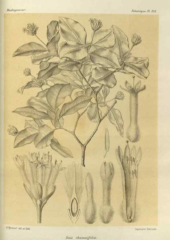 Reproducción/Reproduction 49785508448: Histoire physique, naturelle, et politique de Madagascar. Paris :Impr. nationale,1885-. 