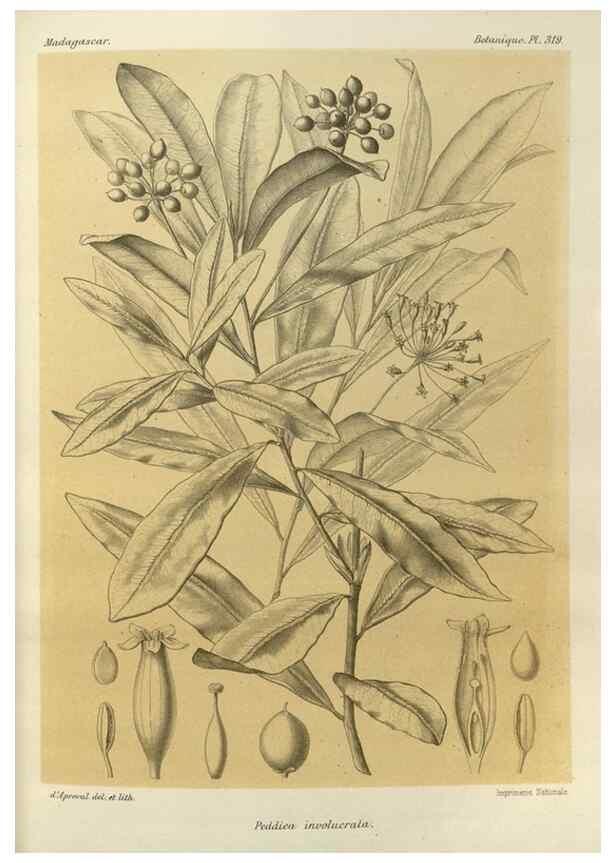 Reproducción/Reproduction 49786366637: Histoire physique, naturelle, et politique de Madagascar. Paris :Impr. nationale,1885-. 