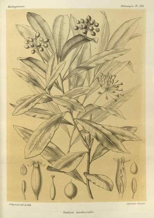 Reproducción/Reproduction 49786366637: Histoire physique, naturelle, et politique de Madagascar. Paris :Impr. nationale,1885-. 
