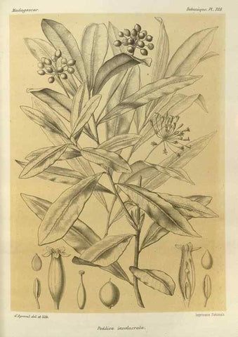 Reproducción/Reproduction 49786366637: Histoire physique, naturelle, et politique de Madagascar. Paris :Impr. nationale,1885-. 