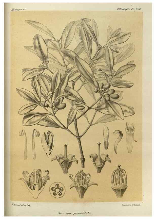 Reproducción/Reproduction 49785508898: Histoire physique, naturelle, et politique de Madagascar. Paris :Impr. nationale,1885-. 