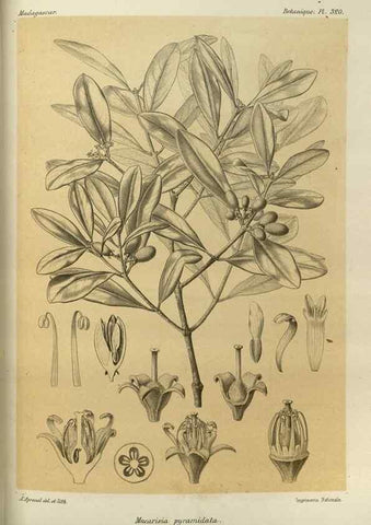 Reproducción/Reproduction 49785508898: Histoire physique, naturelle, et politique de Madagascar. Paris :Impr. nationale,1885-. 