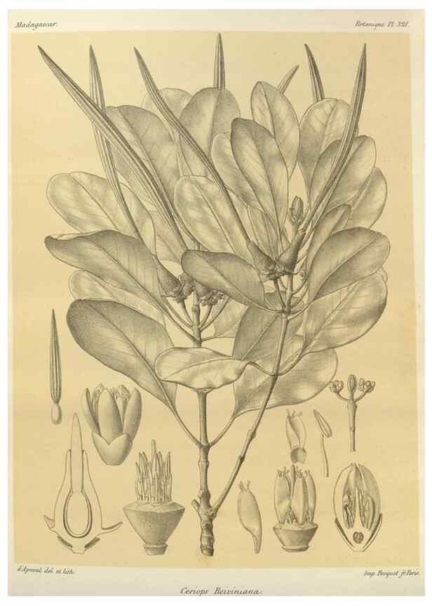 Reproducción/Reproduction 49786367127: Histoire physique, naturelle, et politique de Madagascar. Paris :Impr. nationale,1885-. 