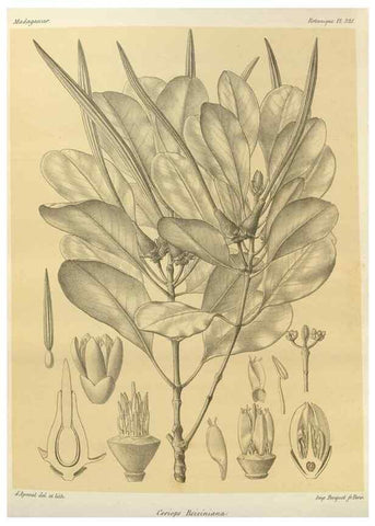 Reproducción/Reproduction 49786367127: Histoire physique, naturelle, et politique de Madagascar. Paris :Impr. nationale,1885-. 