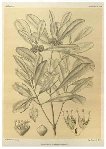 Reproducción/Reproduction 49785509313: Histoire physique, naturelle, et politique de Madagascar. Paris :Impr. nationale,1885-. 