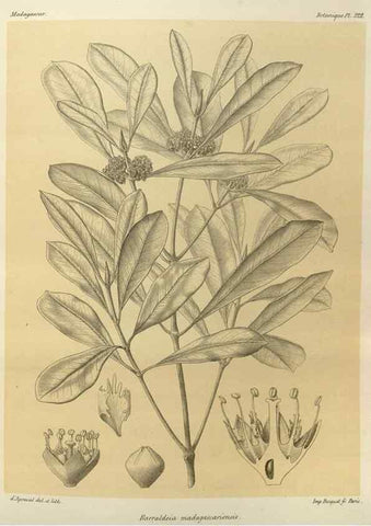 Reproducción/Reproduction 49785509313: Histoire physique, naturelle, et politique de Madagascar. Paris :Impr. nationale,1885-. 