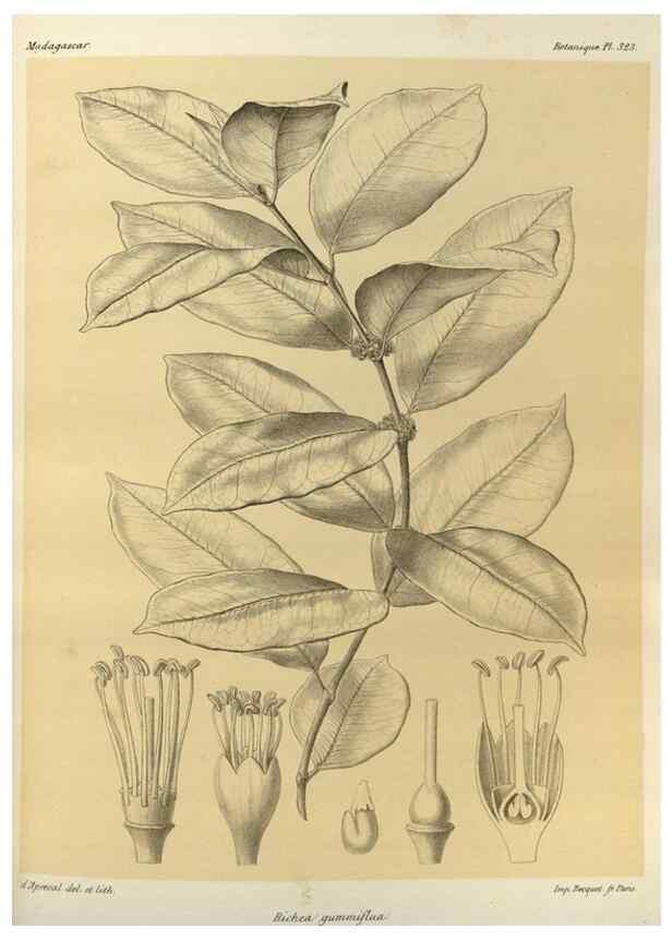 Reproducción/Reproduction 49786367687: Histoire physique, naturelle, et politique de Madagascar. Paris :Impr. nationale,1885-. 