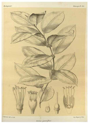 Reproducción/Reproduction 49786367687: Histoire physique, naturelle, et politique de Madagascar. Paris :Impr. nationale,1885-. 