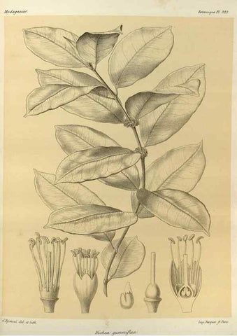 Reproducción/Reproduction 49786367687: Histoire physique, naturelle, et politique de Madagascar. Paris :Impr. nationale,1885-. 