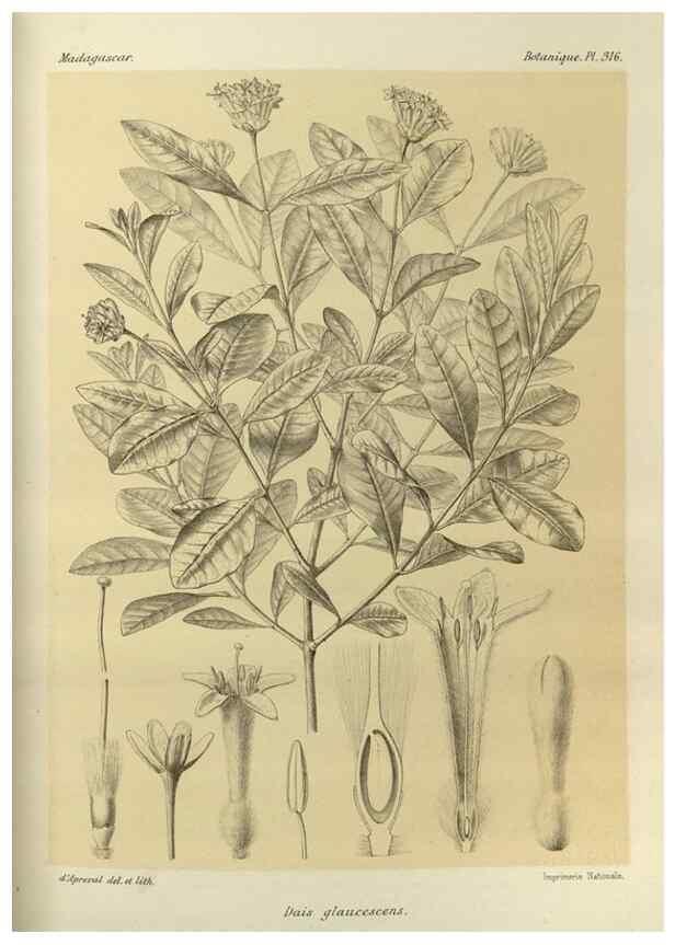 Reproducción/Reproduction 49786365982: Histoire physique, naturelle, et politique de Madagascar. Paris :Impr. nationale,1885-. 