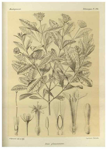 Reproducción/Reproduction 49786365982: Histoire physique, naturelle, et politique de Madagascar. Paris :Impr. nationale,1885-. 