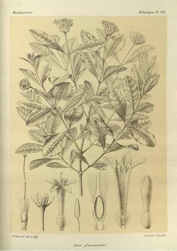 Reproducción/Reproduction 49786365982: Histoire physique, naturelle, et politique de Madagascar. Paris :Impr. nationale,1885-. 