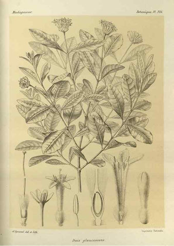 Reproducción/Reproduction 49786365982: Histoire physique, naturelle, et politique de Madagascar. Paris :Impr. nationale,1885-. 