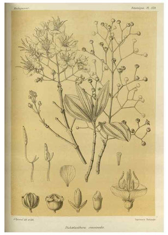 Reproducción/Reproduction 49786066751: Histoire physique, naturelle, et politique de Madagascar. Paris :Impr. nationale,1885-. 