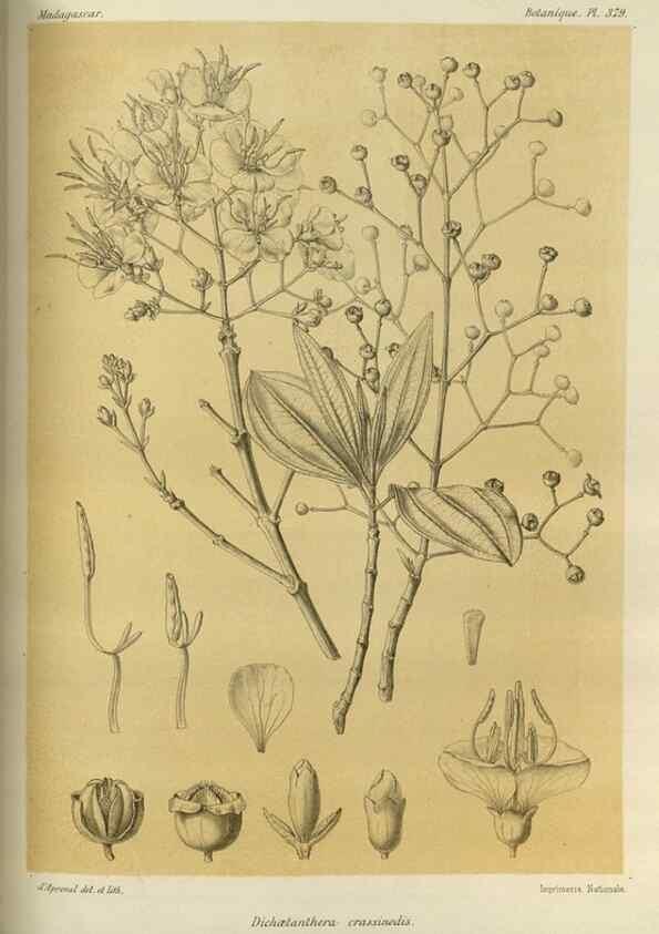 Reproducción/Reproduction 49786066751: Histoire physique, naturelle, et politique de Madagascar. Paris :Impr. nationale,1885-. 