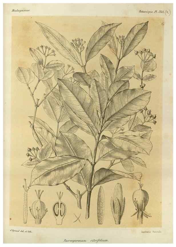 Reproducción/Reproduction 49785515028: Histoire physique, naturelle, et politique de Madagascar. Paris :Impr. nationale,1885-. 