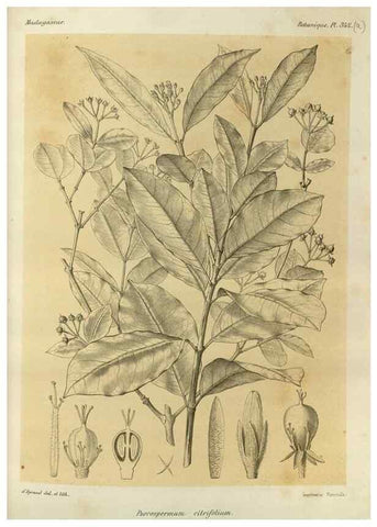Reproducción/Reproduction 49785515028: Histoire physique, naturelle, et politique de Madagascar. Paris :Impr. nationale,1885-. 