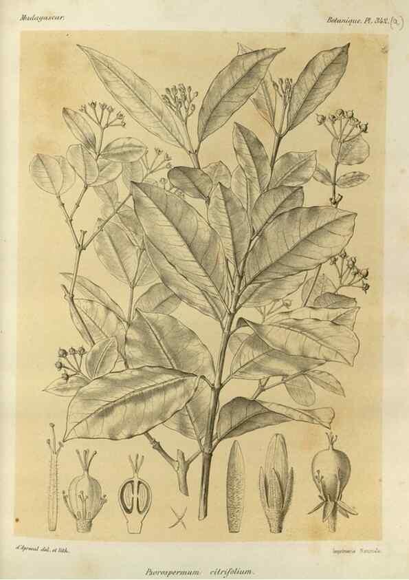Reproducción/Reproduction 49785515028: Histoire physique, naturelle, et politique de Madagascar. Paris :Impr. nationale,1885-. 