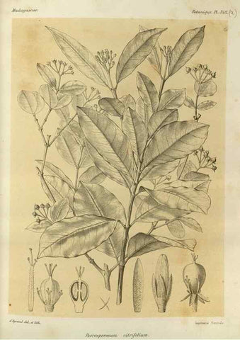 Reproducción/Reproduction 49785515028: Histoire physique, naturelle, et politique de Madagascar. Paris :Impr. nationale,1885-. 