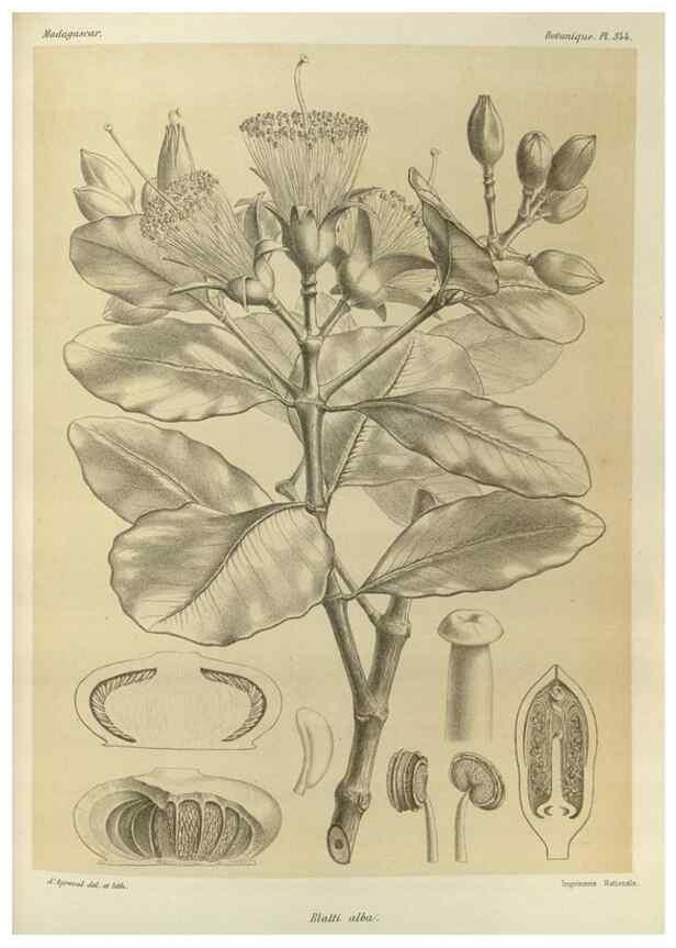 Reproducción/Reproduction 49785515778: Histoire physique, naturelle, et politique de Madagascar. Paris :Impr. nationale,1885-. 