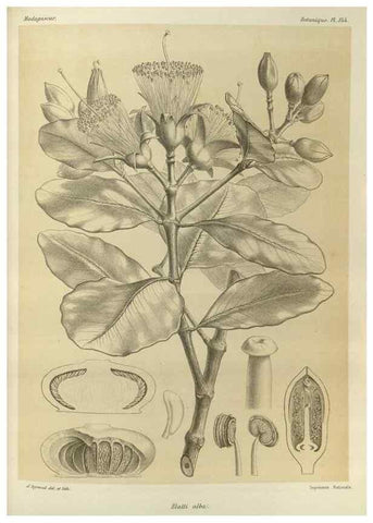 Reproducción/Reproduction 49785515778: Histoire physique, naturelle, et politique de Madagascar. Paris :Impr. nationale,1885-. 
