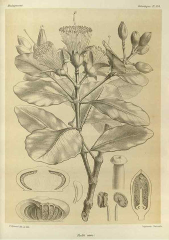 Reproducción/Reproduction 49785515778: Histoire physique, naturelle, et politique de Madagascar. Paris :Impr. nationale,1885-. 
